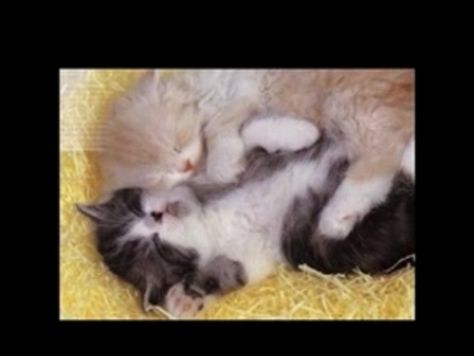 Chaton 2 refait
