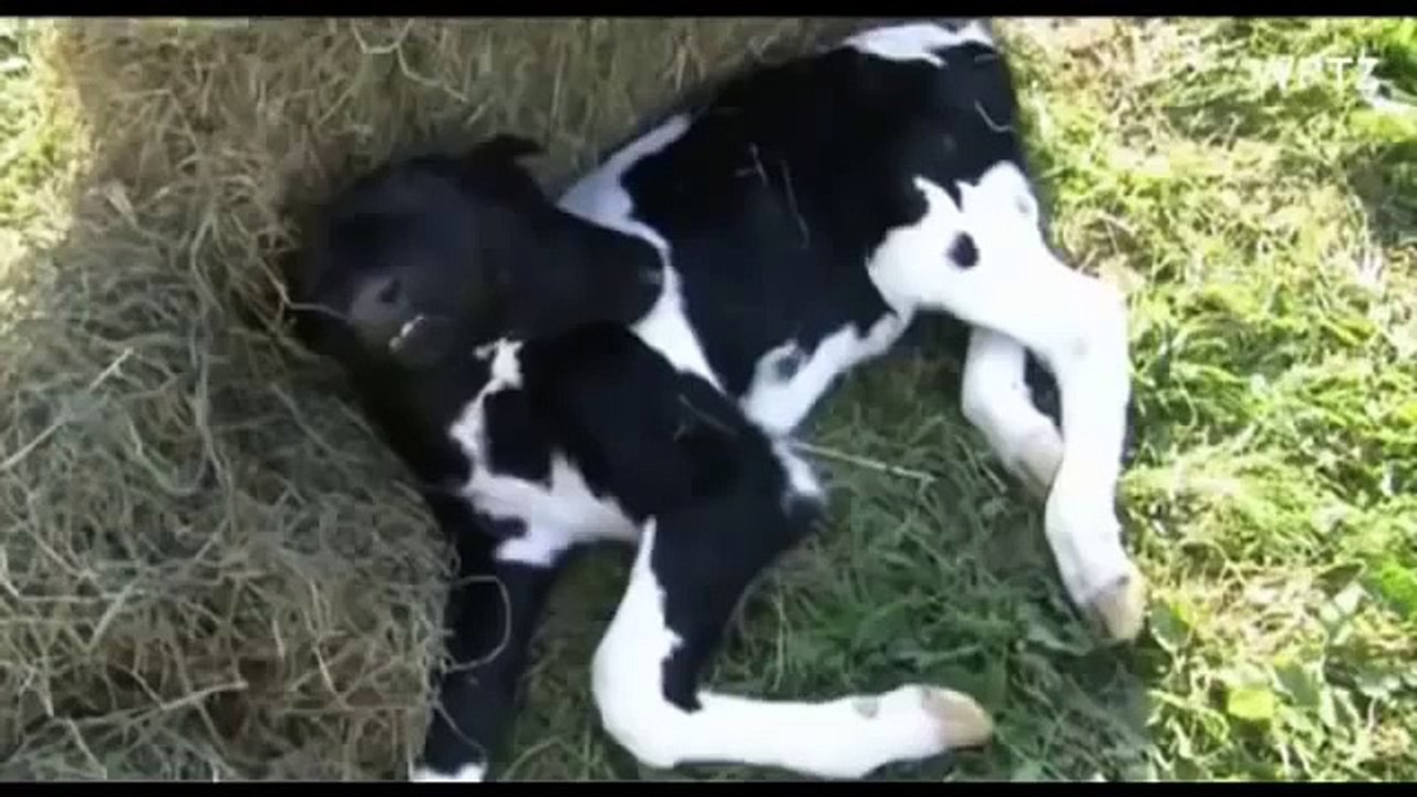 Chú bê chào đời có 2 đầu dính liền thân