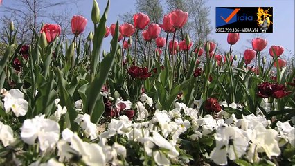 Anh Cho Em Mùa Xuân_Kiwi Ngô Mai Trang