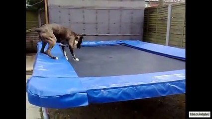 Dogs on Trampolines Compilation
