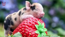 The Truth About Micro Pigs- Full Grown Micro Pigs