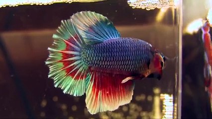 The International Betta Competition - magnificent fighting fish on show