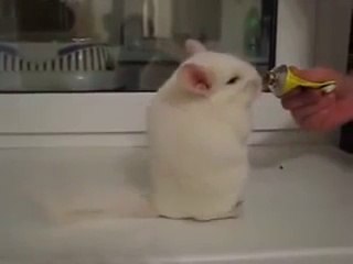 Chinchillas may be the cutest pets of all time