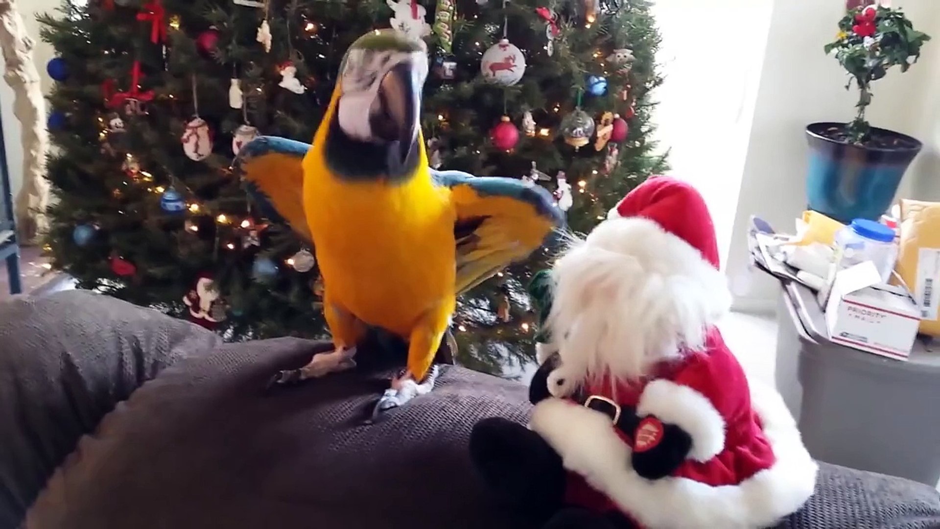 Festive Pets
