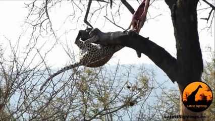 Leopard Doing Some Acrobatics - Latest Wildlife Sightings