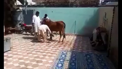 Bull kick up man dangerously