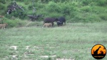 Incredible Attempt By Lions To Hunt A Buffalo - Latest Wildlife Sightings
