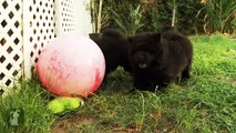Chow Chow Puppies - PuppyLove