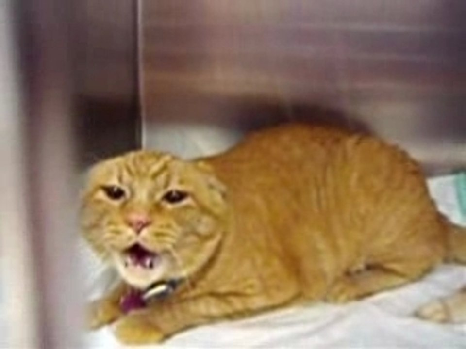Crazy Cat