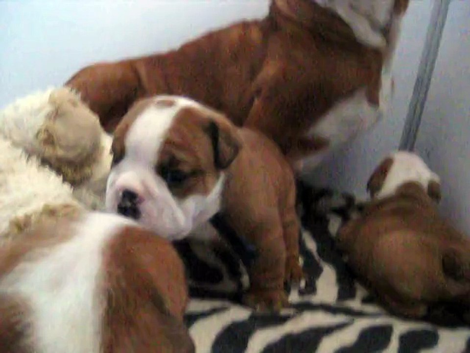 LAMBERT DU SQUARE DU PTIT QUINQUIN