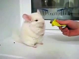 Chinchillas may be the cutest pets of all time