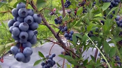 Ty Ty Nursery Buy Blueberry Plants - Viva. -