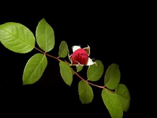 Футаж живая роза