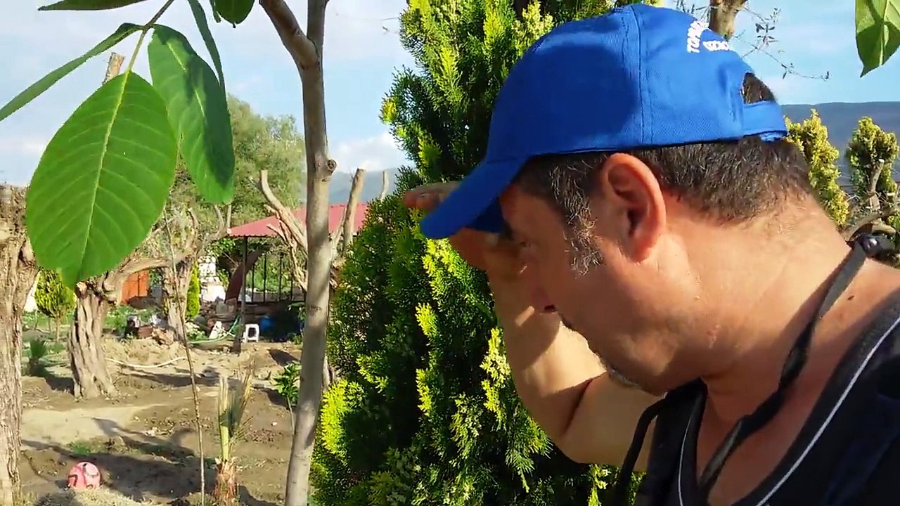 Fidan Agac Sokme Sokumu Dikimi Yer Degisikligi Degistirme Tasima Isleri Video Dailymotion