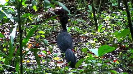 Kısa bir yolculuk daha güzel 25 çeşit kuşlar kuzey nikaragua.