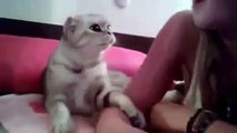 Çapkın kedi Komik - Haber izle - TR HABER