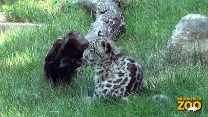 Snow Leopard Cub Makes Public Debut at Brookfield Zoo