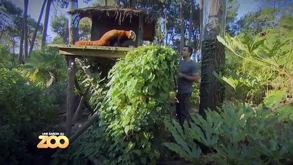 Grue, panda roux et iguane - Ep9 S4 - #SaisonAuZoo