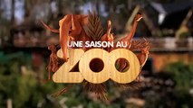 Singes, fennecs et lions - Ep29 S4 - #SaisonAuZoo