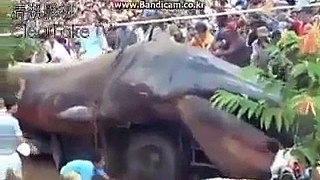 Gigantic worm appears in Nepal
