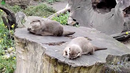 Cute Otter Juggling a Rock, funny fails, funny cat and dog