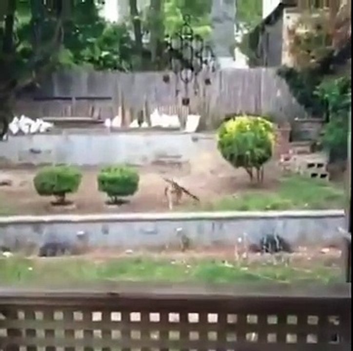 Super Funny Animals Fails Video! Funniest Dogs Compilation Video!