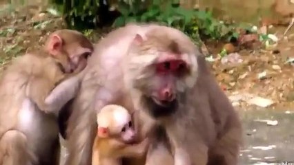 [ HOT ] Funny Animals *** Funny 2061 @@@  dong vat vui ve HD