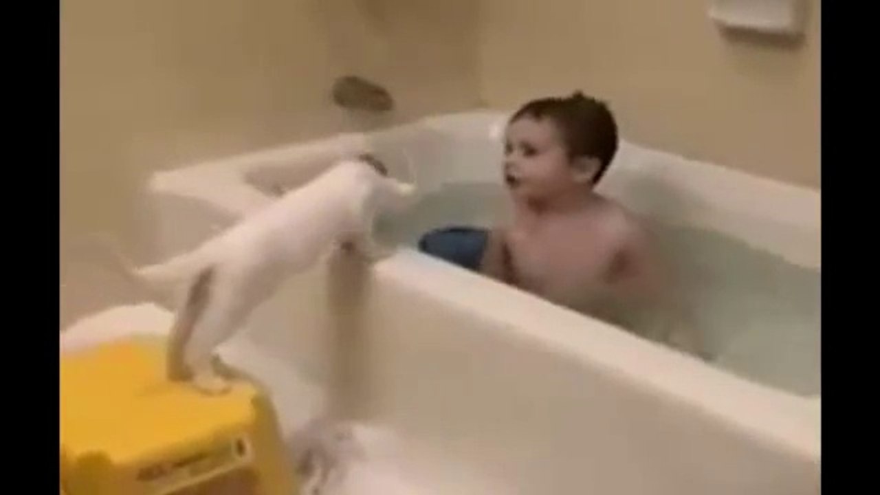 Funny Animals Cats @@@ Meeting Cute Puppies Compilation || NEW 2016