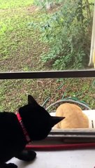 cat is bad at making friends