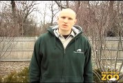 Brookfield Zoo Keepers Helping Polar Bears