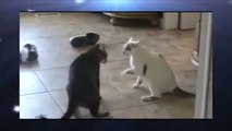 101. Extreme Cat Fight, Caught on Tape! Funny Cats, Funny Animals ねこ,猫