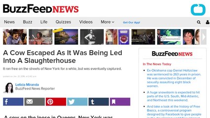 Rescue Group Saves Runaway New York City Cow