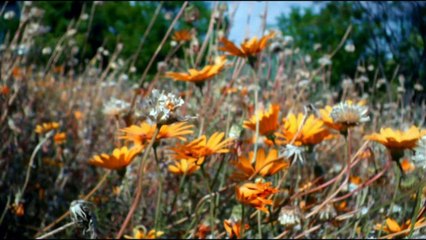 Hijol Bone Harie geche pakhi- Bangla Islamic song