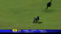 Monkey interrupting Cricket match