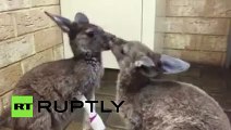 Baby kangaroos rescued from bushfire in Australia 2016
