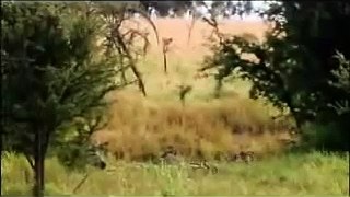 Zebra Drowns Lion To Save Himself | Zebra Cheats Death | Story of Grit