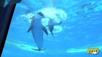 Extraordinary Animal Moms for Mother's Day