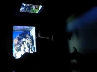 Explore the Wonders of Aquariums 🐠