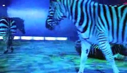 lucky irani circus (7)