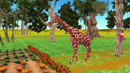 Animals Singing Finger Family Nursery Rhymes for Children And Children Nursery Rhymes