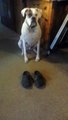 Boxer walks in a pair of Crocs better than humans!
