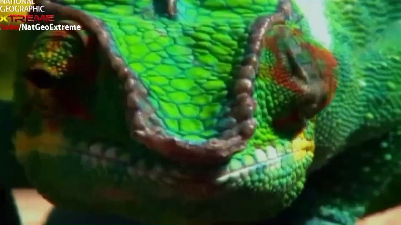 Nat Geo Wild HD   The Most Extreme - Cheats National Geographic