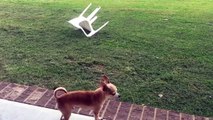 Chihuahua fails to intimidate grazing cows