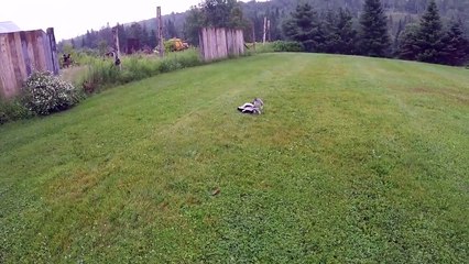 Mother skunk threatens spraying to protect babies