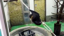 Frustrated bat struggles to climb slippery pole