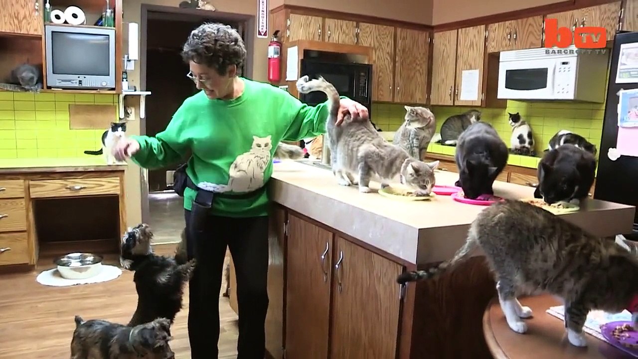 Elle vit avec plus de 1100 chats chez elle!