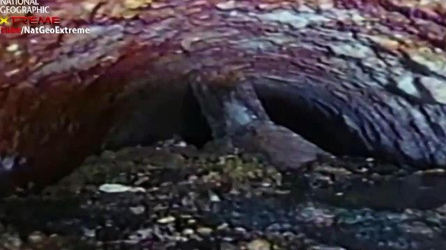 Nat Geo Wild HD, The Most Extreme - Killers National Geographic