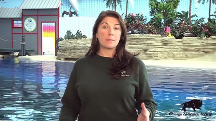 Magic  A Dolphin's First Year