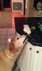 This cute bird feeding dog- An Example of loyal friend and love without any greed so cute