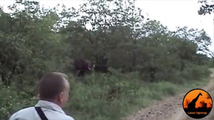 2 Angry Elephants Unexpectedly Charge A Vehicle - Latest Wildlife Sightings